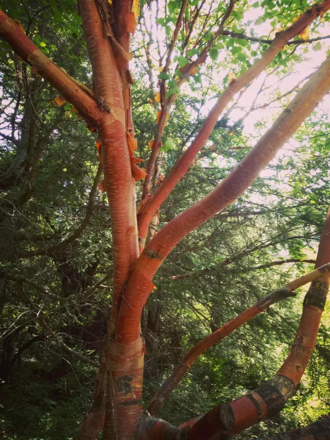 孟达天池与孟达自然保护区,西宁孟达天池旅游攻略