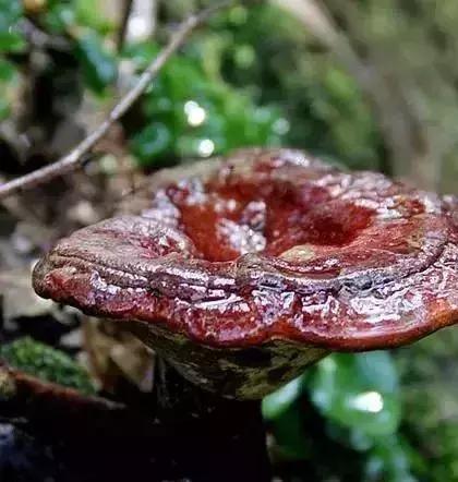 灵芝怎么吃又方便又有效果,灵芝怎么做好吃有什么功效