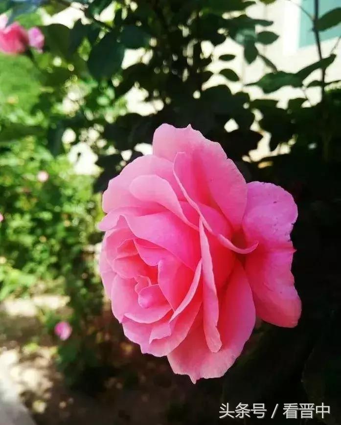 情系职中(杨保卫)