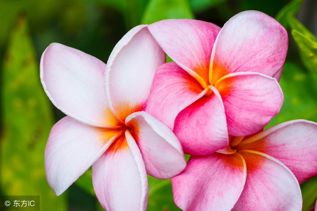 99个珍贵秘方,99种养生秘诀