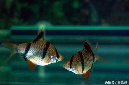 什么斗鱼和孔雀鱼可以一起养,孔雀鱼和斗鱼可以混养嘛