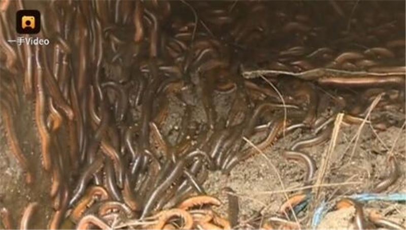 成都被毒虫咬伤去哪家医院,多名被蜱虫咬伤的患者