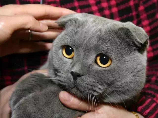 据说葡萄酒爱好者都这么给猫主子起名字……