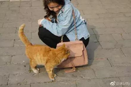 故宫的猫去世了吗,故宫的猫怎么去世的