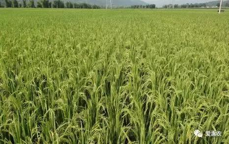 爱惠农植保缺点,庄稼大量使用尿素的危害