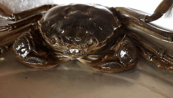 六月黄的阳澄湖大闸蟹,六月黄阳澄湖大闸蟹鲜活上市