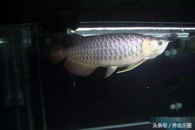 龙鱼轻微掉眼能自己恢复吗,爱龙白点净注意事项