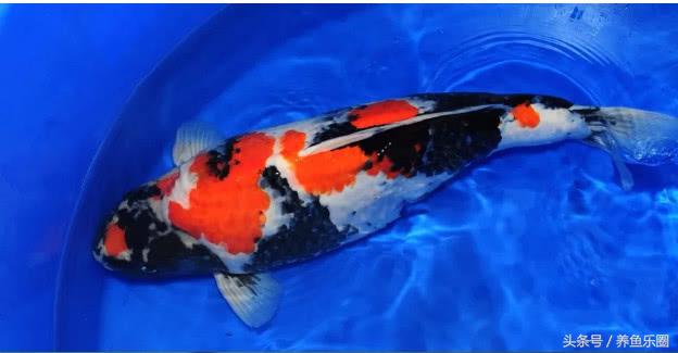 夏季防蚊小妙招赶紧收藏,鱼池夏天怎么驱蚊