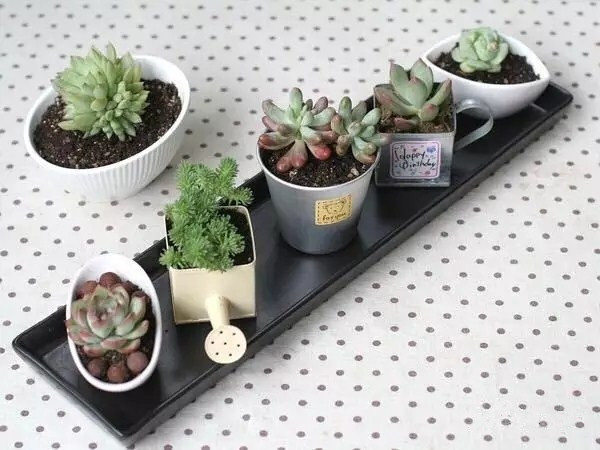 八卦掌多肉怎么浇水,八卦掌内功养生法