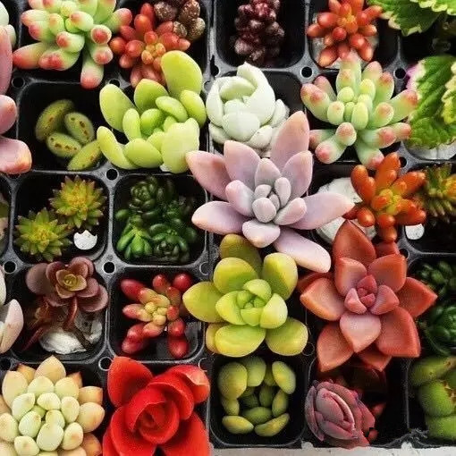 夏日多肉养花技巧图解,十二种招财多肉怎么浇水