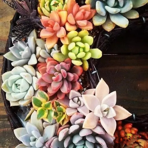 八卦掌多肉怎么浇水,八卦掌内功养生法