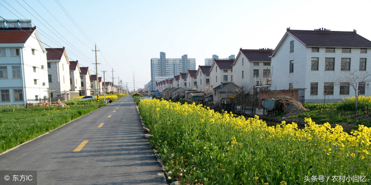 新农人创业种植,新农人在农村创业致富