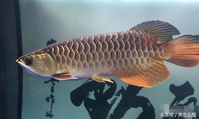 晒条丑过背，绝食自己把胡须吃了一条，手欠直接剪掉更丑了！