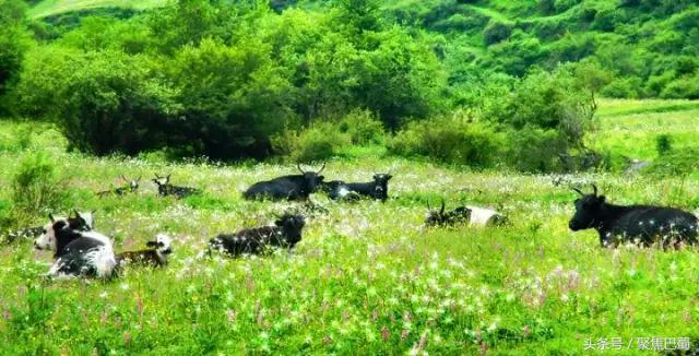 从成都出发最近的草原,成都出发4小时雪山花海