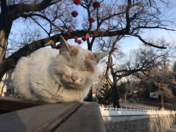 又见流浪猫粘人高颜值惹人怜惜,见到过最可爱的流浪猫