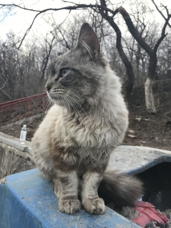 又见流浪猫粘人高颜值惹人怜惜,见到过最可爱的流浪猫