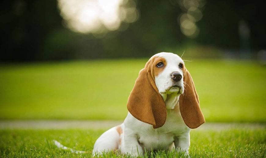 狗界中的5种小短腿狗狗,小短腿的狗都是什么狗