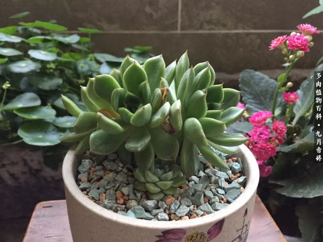 新手入坑必养多肉,刚入坑的多肉怎么养