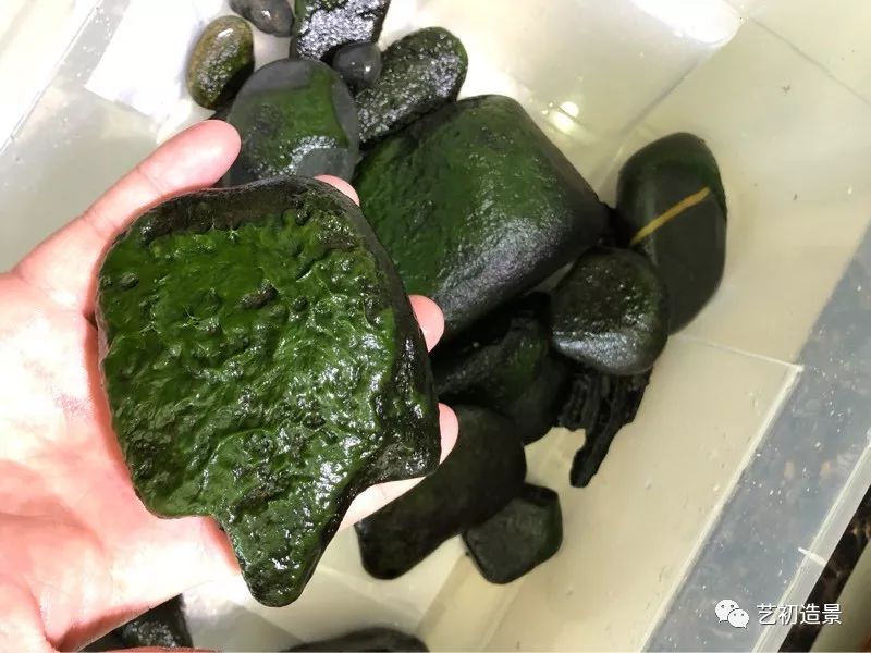 虾虎缸造景要什么过滤器,虾虎缸用什么石头造景好