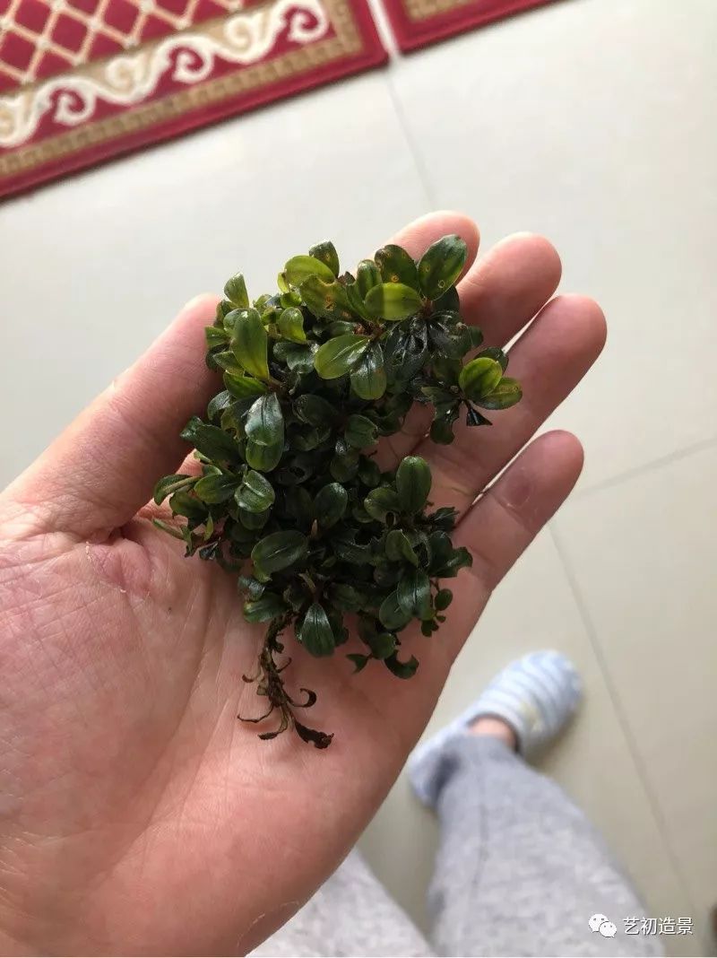 虾虎缸造景要什么过滤器,虾虎缸用什么石头造景好