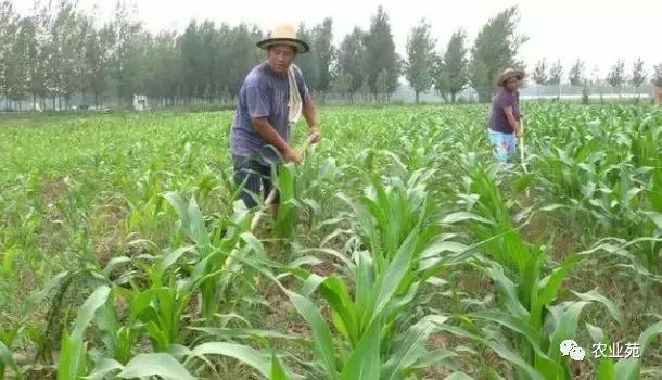 玉米打叉是怎么回事,玉米长杈子要不要给掰掉