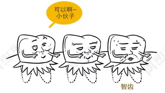 智齿为啥叫恒牙,智齿为什么叫阻生