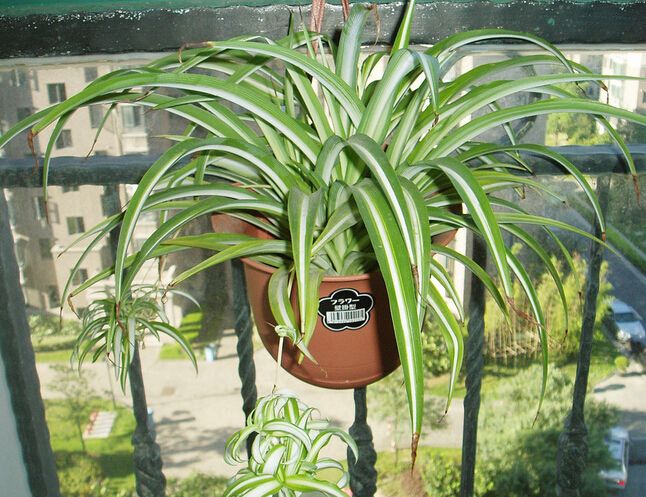 去甲醛效果最好的盆栽有哪些,除甲醛盆栽推荐一下