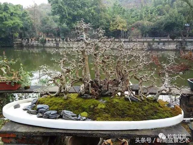 地瓜榕盆景的修剪技巧,金豆盆景修剪视频大全