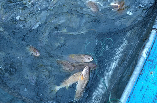 海鱼肉质鲜美，营养价值也高的10种鱼，你吃过几种？