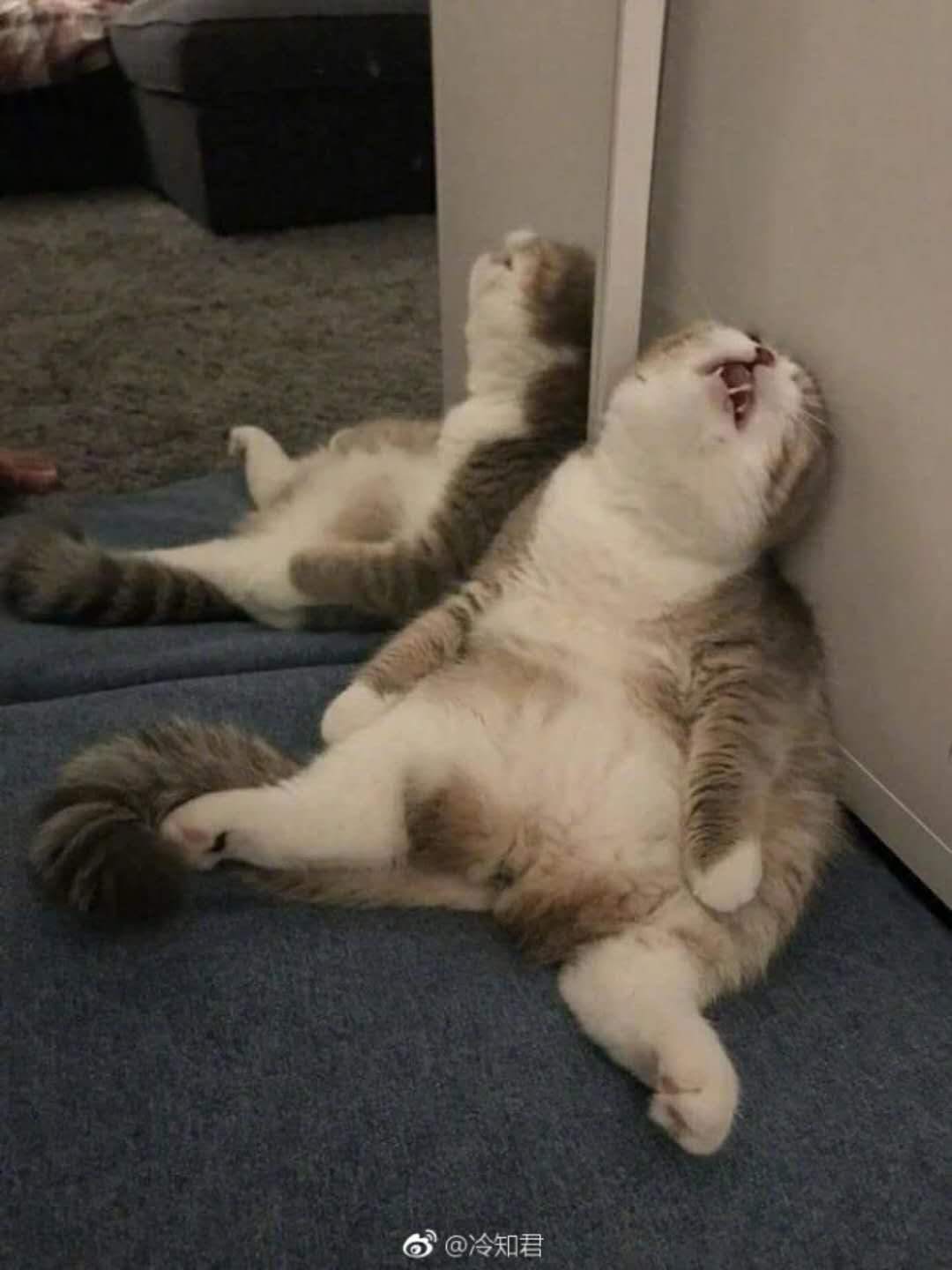 搞笑图文：谁说的“足球反着买，别墅靠大海”，到天台下接我一把