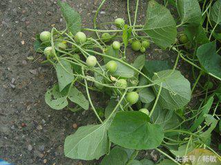 不起眼的小玩意儿,普普通通的小东西