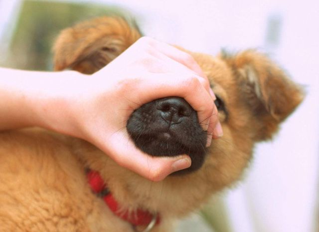 新手养狗要知道的狗狗求救信号,狗狗刚到新家一直叫怎么办