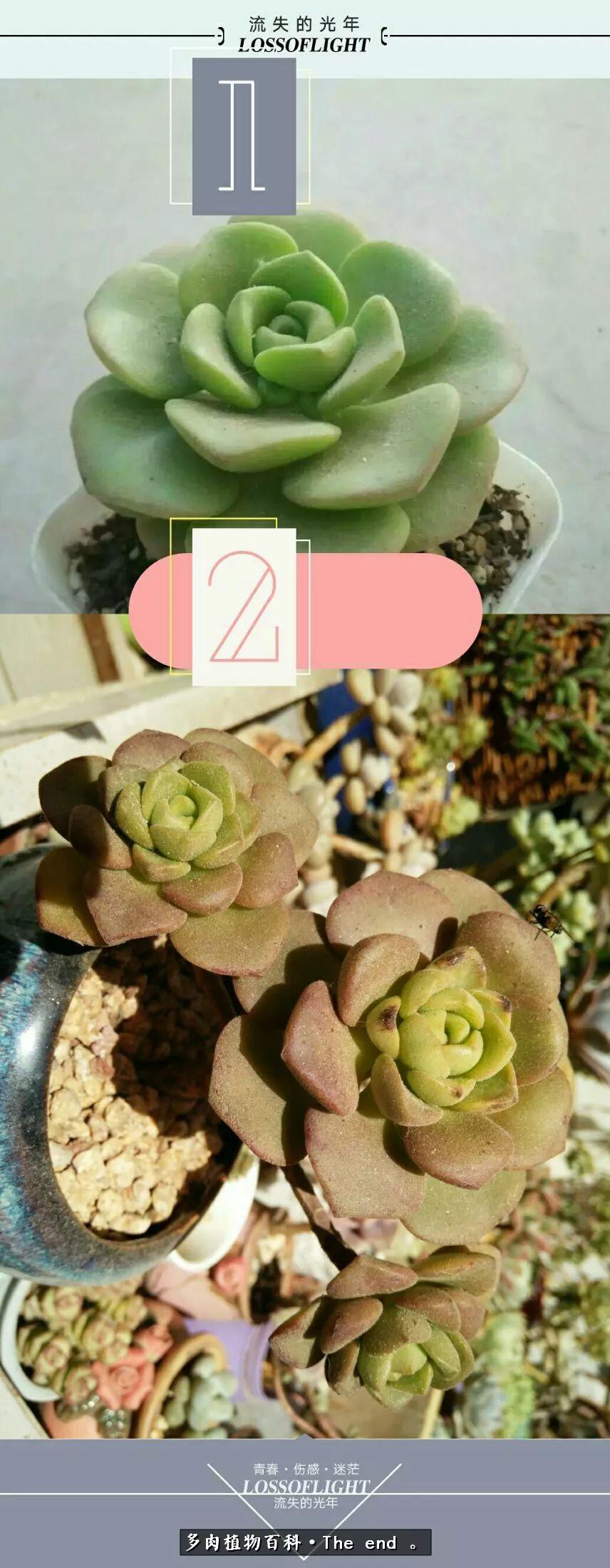 宝宝养多肉,养多肉宝妈