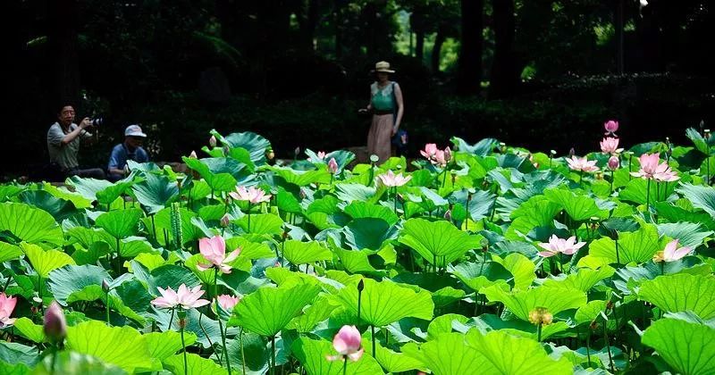 上海观景赏荷,7月赏荷花好去处