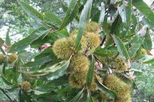 农村这几种野生美味越来越少,这些农村野菜你吃过哪几种