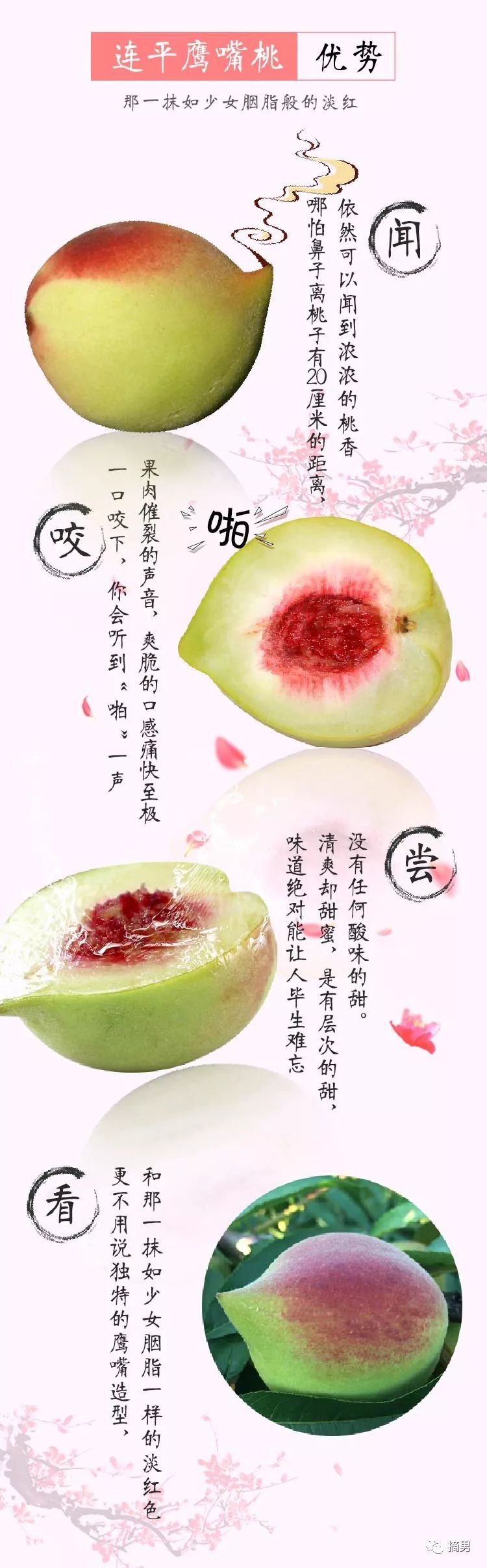 又脆又甜连平鹰嘴桃,连平正宗鹰嘴桃