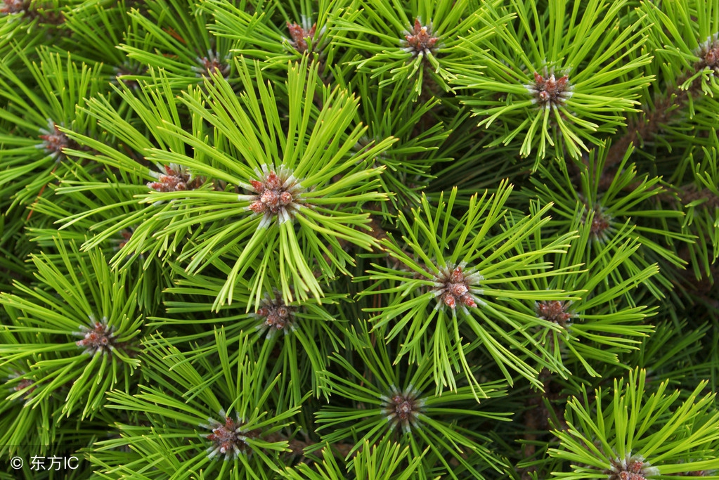 吃这些食物，对治疗动脉血管狭窄有好处！最后一种，您一定听说过