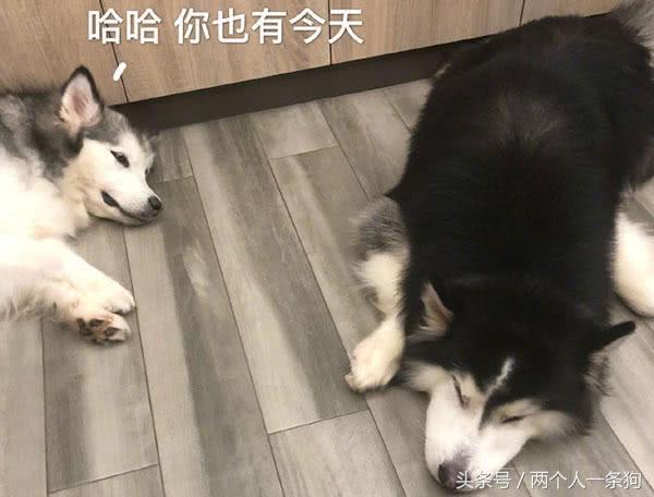 哈士奇出门玩耍过敏，俊俏的小脸肿成猪头！主人发帖说它是个衰鬼