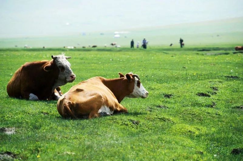 告诉你内蒙古不包邮的原因,为什么内蒙古大部分不包邮呢
