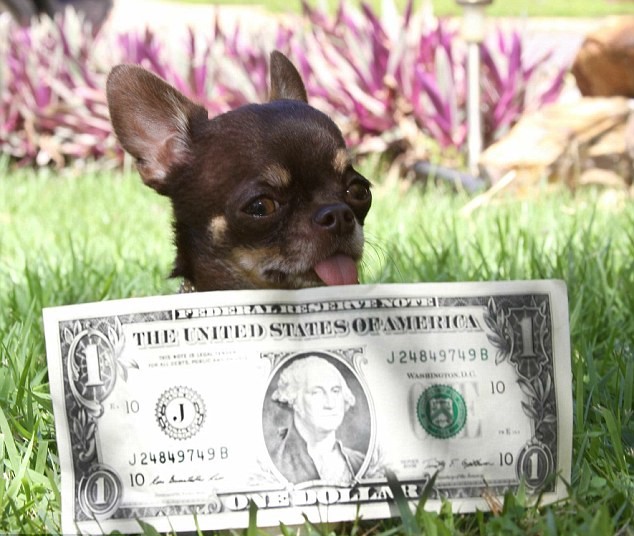 世界上被克隆最多次数的吉娃娃“神奇米莉”被科学家复制49次