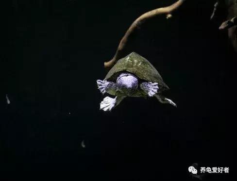 遇见胆小的龟怎么办,遇到胆小的仓鼠怎么办