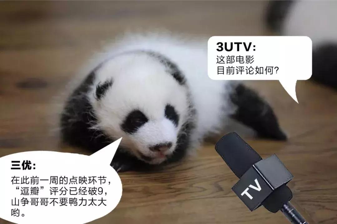 川航三优熊猫,四川航空认养大熊猫