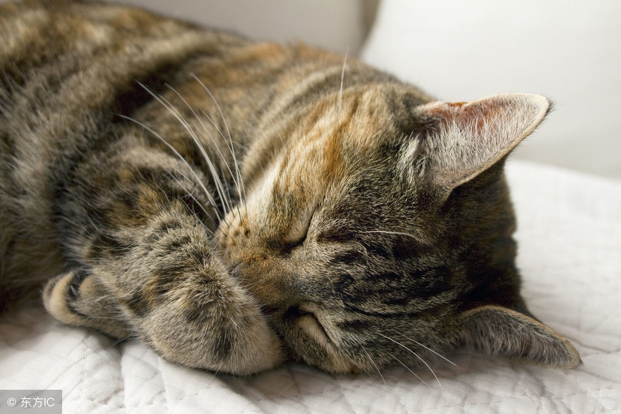 猫咪猫癣一般多久会治好,家里小猫咪的猫癣怎么办