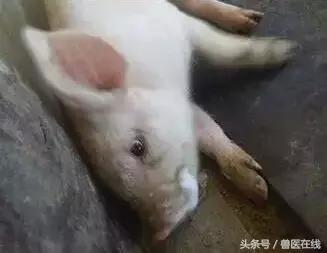 猪过敏有哪些现状,猪药物过敏的急救措施