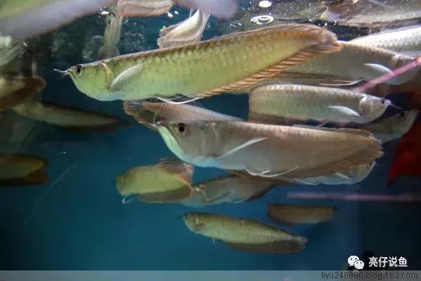 2008年龙鱼价格,年龙鱼