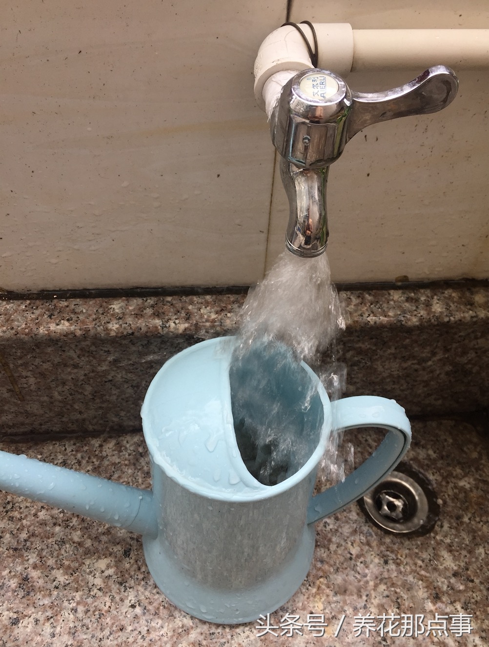 喝剩的啤酒能浇月季花吗,过期的啤酒能直接用来浇花吗