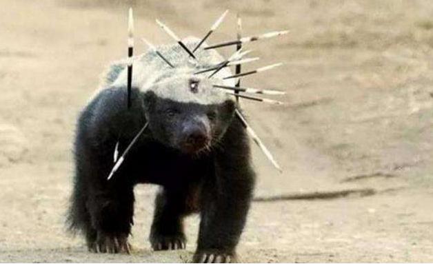 蜜獾平头哥会被毒蛇咬死吗,黑曼巴蛇毒液为什么对蜜獾没用