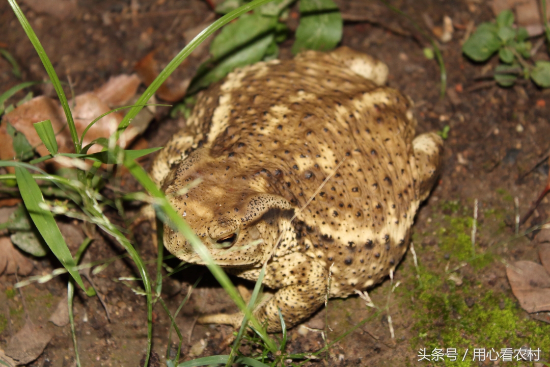 农村垃圾遍地都是怎么回事,农村遍地都是的东西
