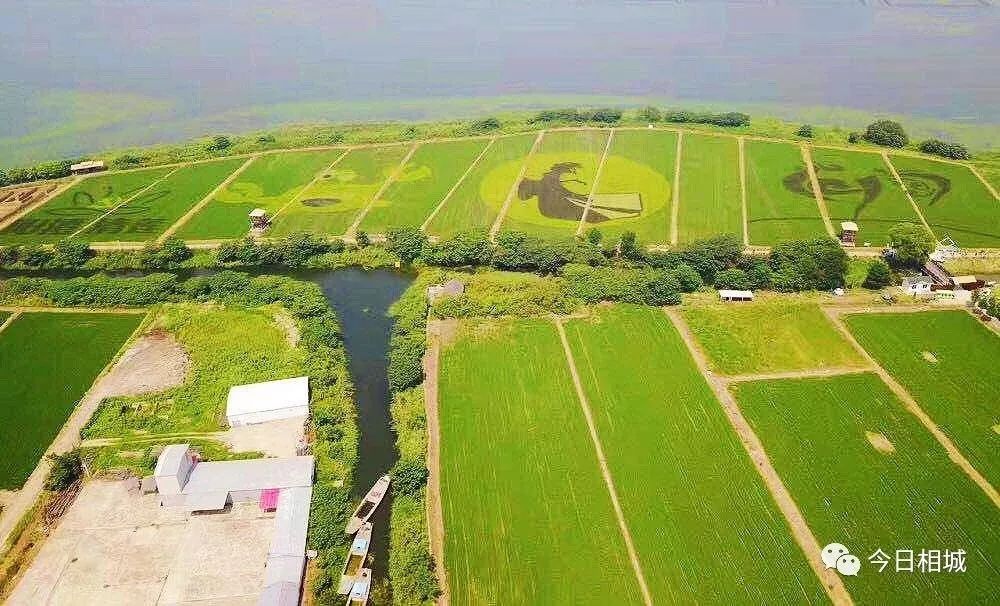 人人都说阳澄湖好，我却只想和你在这慢慢变老