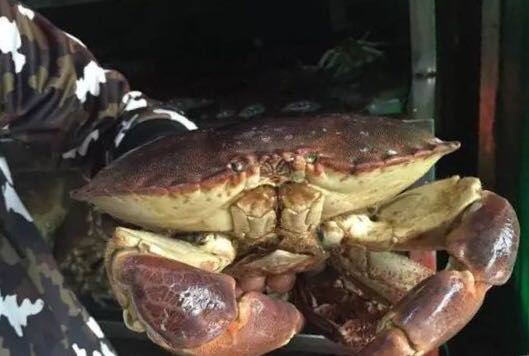 螃蟹的世界旅行,螃蟹的世界深度解析